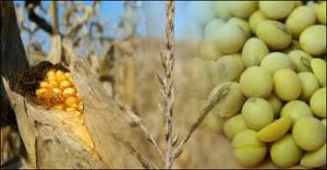 Image for Soybean and Corn Up on Friday Trading